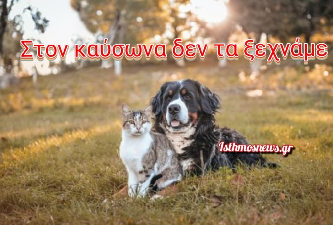 Καύσωνας: Πώς να προστατεύσετε τα ζώα συντροφιάς και εργασίας – Τι απαγορεύει ο νόμος